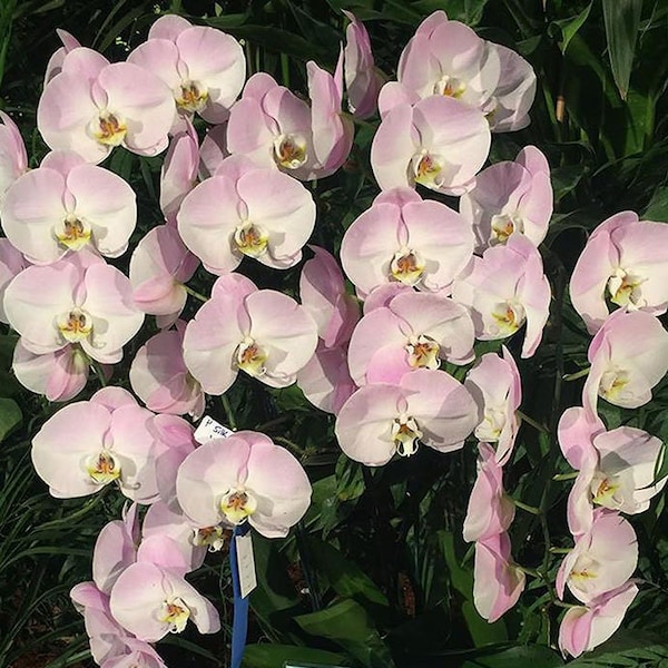 Massive 5" Pastel Standard Pink Phalaenopsis  Silk butterfly ' Monte Vista' ,Blooming Size  Not in flower stage .