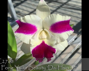 Mature Plant , Mini Cattleya. Rlc . Fong Yuan Beauty 'Da-Hsin #7 "  Free Heat Pad with order.