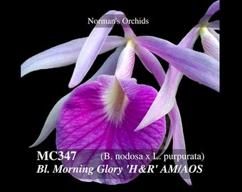 Fragrant ! Easy Growing. Bl. Morning Glory 'H & R AM/AOS ( B. nodosa x L. purpurata ) Free Heat Pad with order if needed .