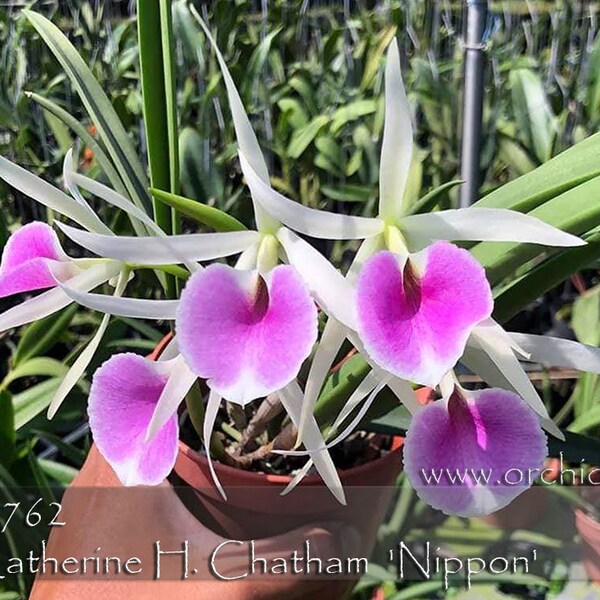 Fragrant , Mini Cattleya . Bc. Katherine H. Chatham 'Nippon'  (nodosa x labiata) Mini Cattleya. 3" Free Heat Pad with order.