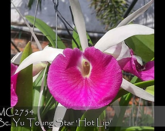 Fragrant. Heat Tolerance. Bc. Yu Toung Star 'Hot Lip'  (Tetradip ' Junko' PC/JOS x Morning Glory) - Mini Cattleya