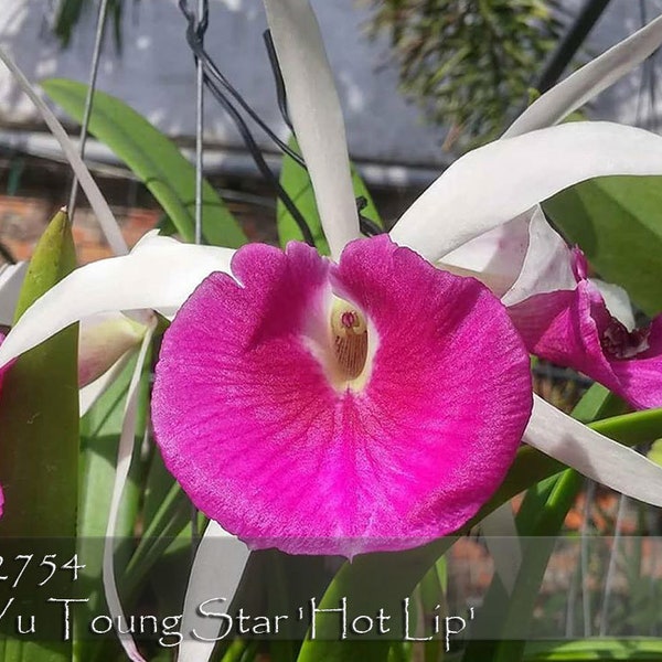 Bc. Yu Toung Star 'Hot Lip'  (Tetradip ' Junko' PC/JOS x Morning Glory) - Mini Cattleya