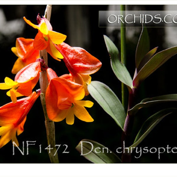 Rare, Dendrobium chrysopterum species.  Miniature Growing.