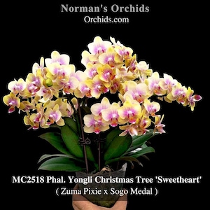 Rare novelty multi-floral Phal. Yongli Christmas Tree ' Sweetheart'  Mature Size Plant in 3" pot.