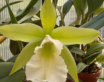 Fragrant Cattleya. Pry. Muscat Smile 'Green Mountain'  (Enc. mariae x Blc. Lester McDonald) Blooming Size in 3" pot -8-10" tall Plant