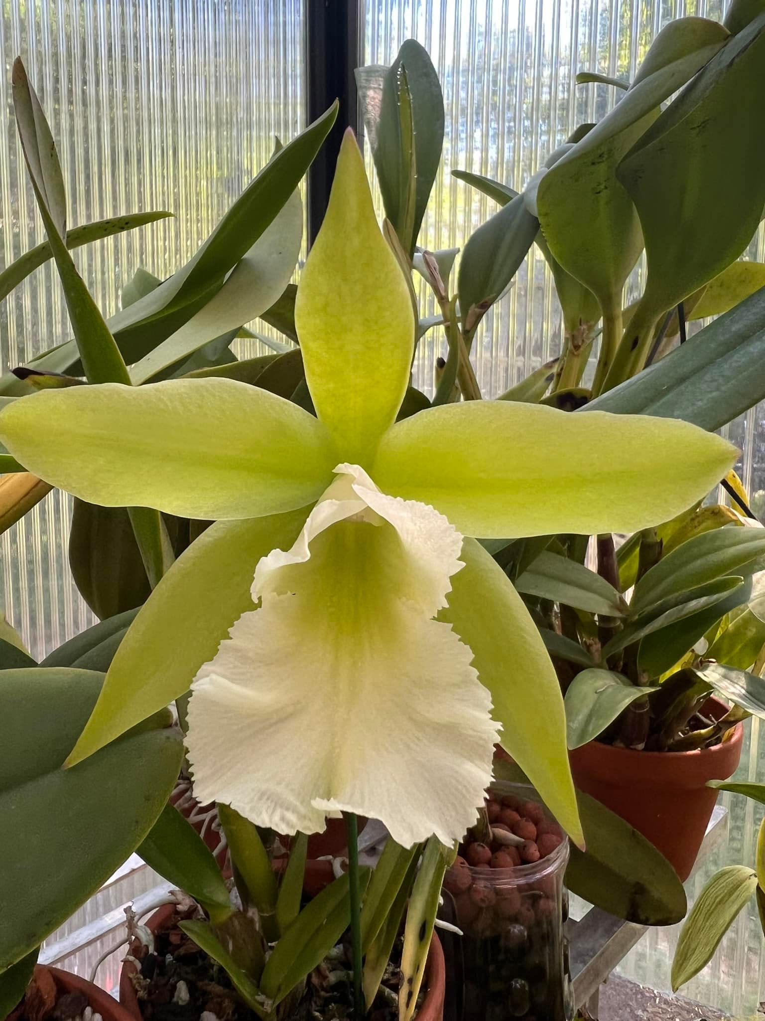 Fragrant Cattleya. Pry. Muscat Smile 'green Mountain' (enc. Mariae