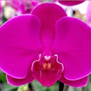 May include: Close-up of a vibrant magenta orchid flower. The orchid has large, rounded petals with a smooth texture. The center of the flower features a detailed pattern in shades of yellow and orange, with delicate white accents. The flower is in full bloom.