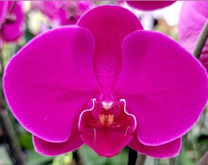 Phal. Miki Black Angel '364', Unique Dark Colored Flowers - Etsy