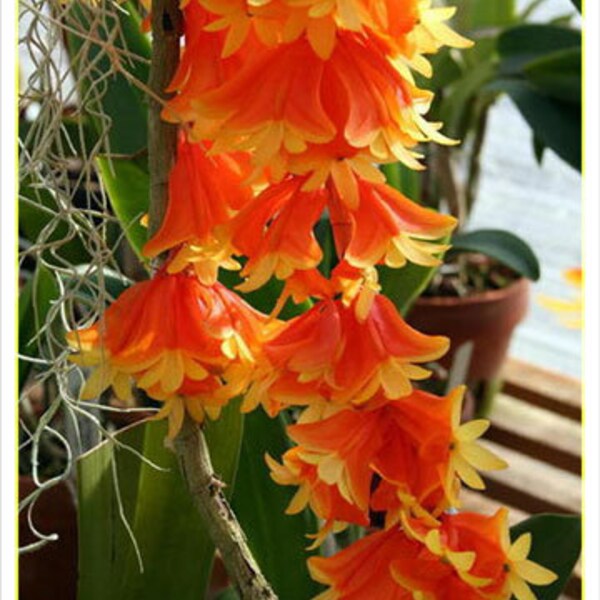 Rare, Dendrobium chrysopterum species.  Miniature Growing. Free Heat Pad with order