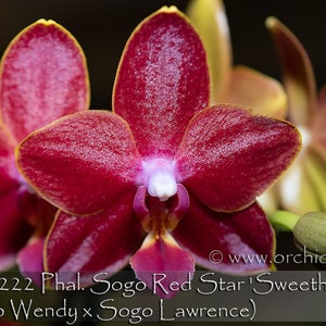 In pea size buds , Fragrant , Mini Red Phalaenopsis Sogo Red Star ' Sweetheart ' , Free Head Pad if needed . image 1