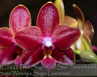 Fragrant , Mini Red Phalaenopsis Sogo Red Star ' Sweetheart ' , Mature Size Plant . 9-10" leaf span.