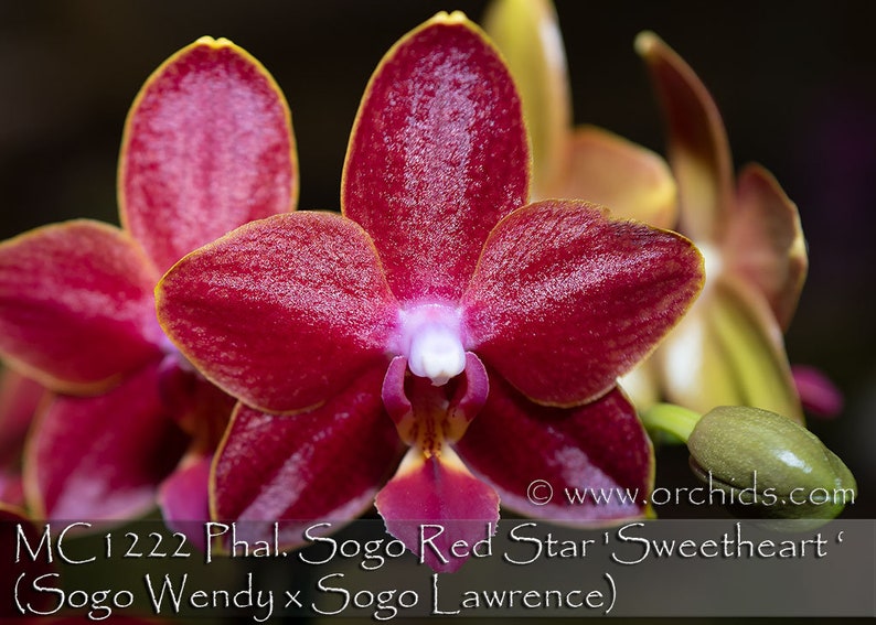 In pea size buds , Fragrant , Mini Red Phalaenopsis Sogo Red Star ' Sweetheart ' , Free Head Pad if needed . image 1