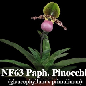Paphiopedilum Pinocchio glaucophyllum ' Bear ' BM/TOGA x primulinum ' Bear' Free Heat Pad with order if needed . image 1