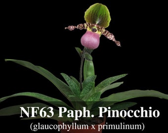 Paphiopedilum Pinocchio (glaucophyllum ' Bear ' BM/TOGA x primulinum ' Bear') Free Heat Pad with order if needed .