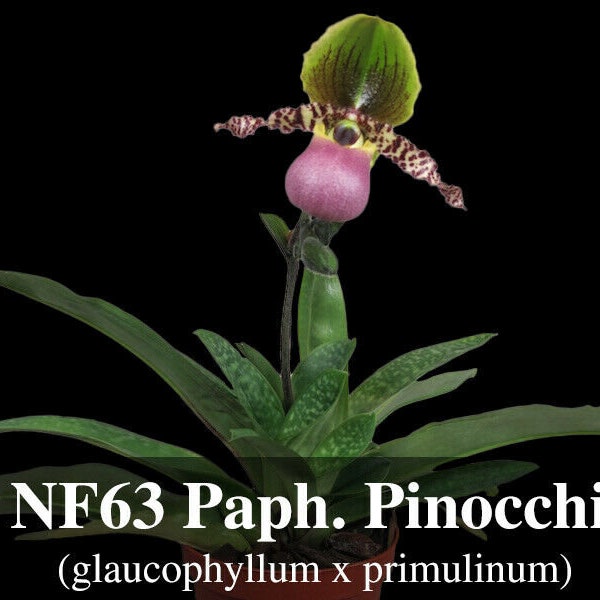 Paphiopedilum Pinocchio (glaucophyllum ' Bear ' BM/TOGA x primulinum ' Bear') Free Heat Pad with order if needed .