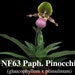 see more listings in the Paphiopedilum section