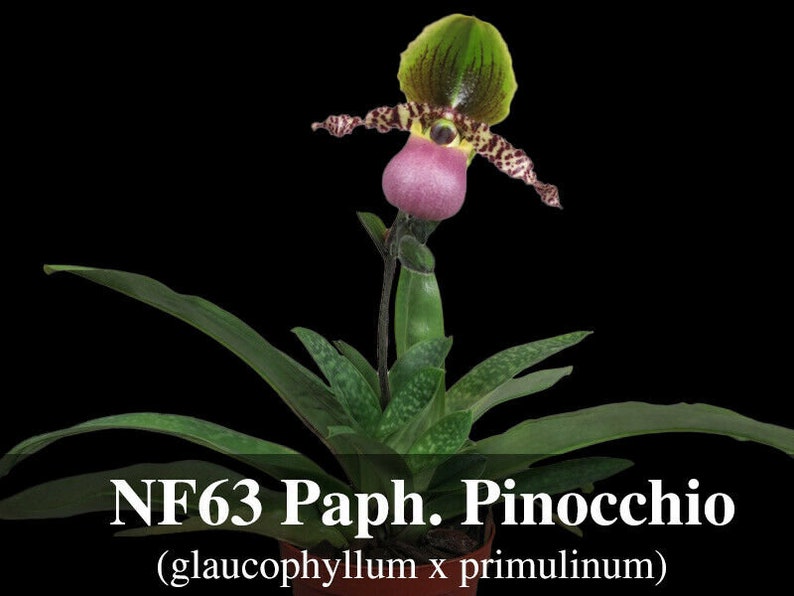 Paphiopedilum Pinocchio glaucophyllum ' Bear ' BM/TOGA x primulinum ' Bear' Free Heat Pad with order if needed . image 1