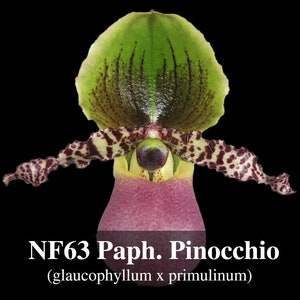 Paphiopedilum Pinocchio glaucophyllum ' Bear ' BM/TOGA x primulinum ' Bear' Free Heat Pad with order if needed . image 2