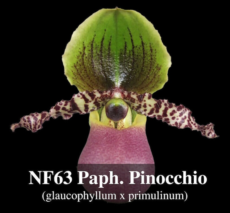 Paphiopedilum Pinocchio glaucophyllum ' Bear ' BM/TOGA x primulinum ' Bear' Free Heat Pad with order if needed . image 2