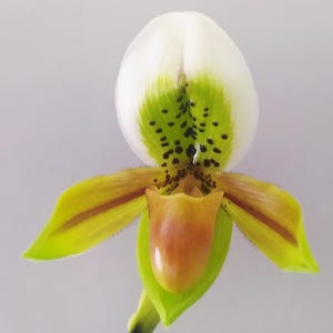 Rare Paph. exul species . ( exul ' Phuket' AM/AOS x self ) 12-13" leaf span in 3 " pot . Bark Mixes.