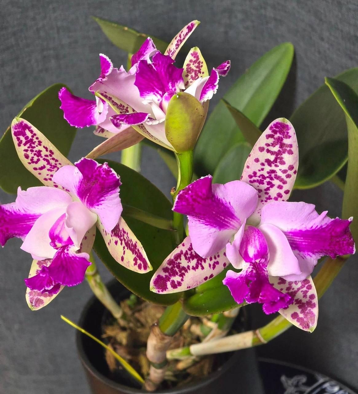 Fragrance. C. Yuan Dung Sweet "formosa #1" (C. Monte Elegante X C. Yen  Redface) Compact Grower . Blooming Size in 3" Moss Pot. - Etsy