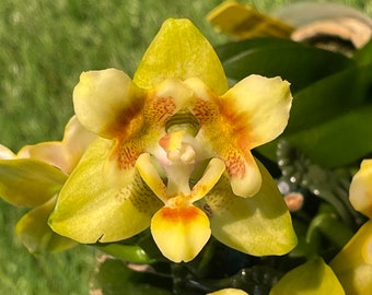 In spike to flowering. Fragrant, Peloric flower. Phalaenopsis Norman's Yellow Batman ' Peloric King' Free Heat Pad with order.