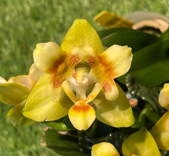 In Spike to Flowering. Fragrant, Peloric Flower. Phalaenopsis