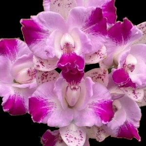 May include: Close-up of a cluster of orchids with a black background. The flowers have a light purple hue with darker magenta edges and spots. The center of each flower is a deep magenta color.
