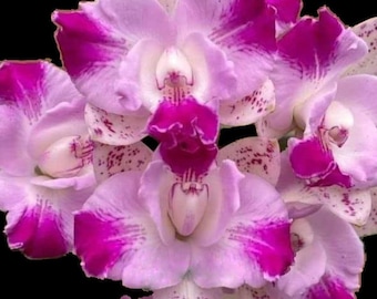 Large Cattleya Fragrant Pot. (dick Smith X Chelsea Alward
