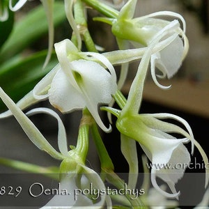 Fragrant , Madagascar Orchid Species . Oeoniella polystachys Easy grower in 3 pot . Near Mature Size . image 2