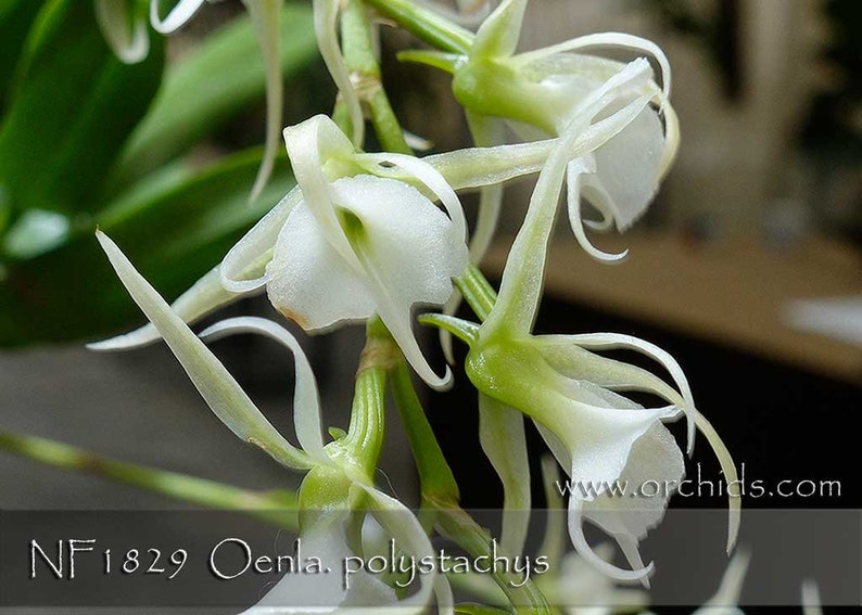 Fragrant , Madagascar Orchid Species . Oeoniella polystachys Easy grower in 3 pot . Near Mature Size . image 2