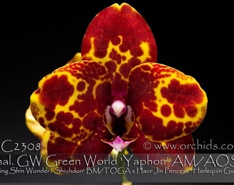 In buds to blooming , Award Winning  Harlelquin Phalaenopsis  GW Green World AM/AOS. Free Heat Pad with order.