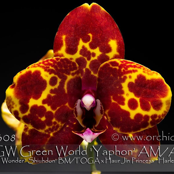 In buds to blooming , Award Winning  Harlelquin Phalaenopsis  GW Green World AM/AOS. Free Heat Pad with order.