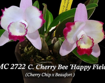 New Japanese Mini Cattleya  Cherry Bee 'Happy Field'  (Cherry Chip x Beaufort 4M) - Mature Size in 3" pot .  Spring / Fall Bloomer.