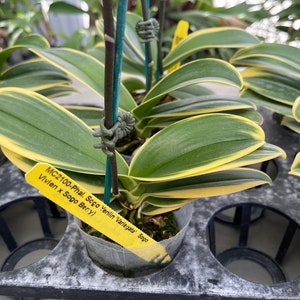 Rare Variegated Phalaenopsis Sogo Yenlin ' Variegata ' . Mature Plant Only . image 6