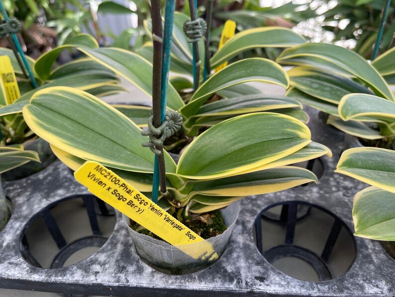 Rare Variegated Phalaenopsis Sogo Yenlin ' Variegata ' . Mature Plant Only . image 6