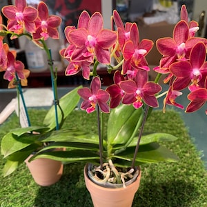 In pea size buds , Fragrant , Mini Red Phalaenopsis Sogo Red Star ' Sweetheart ' , Free Head Pad if needed . image 2