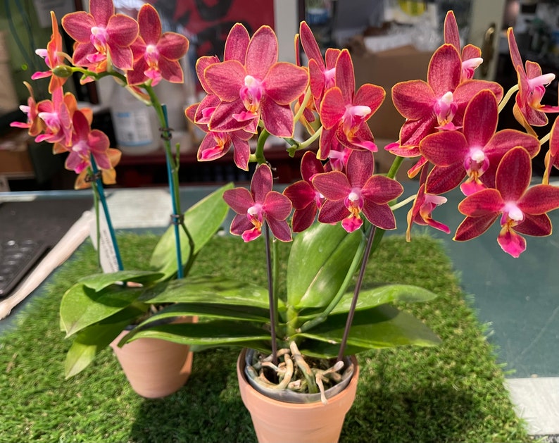 In pea size buds , Fragrant , Mini Red Phalaenopsis Sogo Red Star ' Sweetheart ' , Free Head Pad if needed . image 2