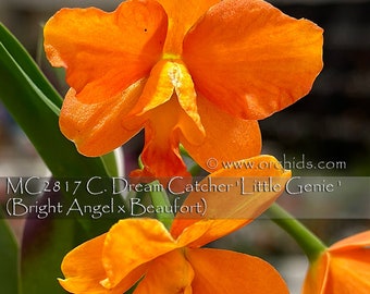 Micro/Mini Cattleya. C. Dream Catcher 'Little Genie'  (Bright Angel x Beaufort) - Free Heat Pad with Order.  Wearable Orchid.