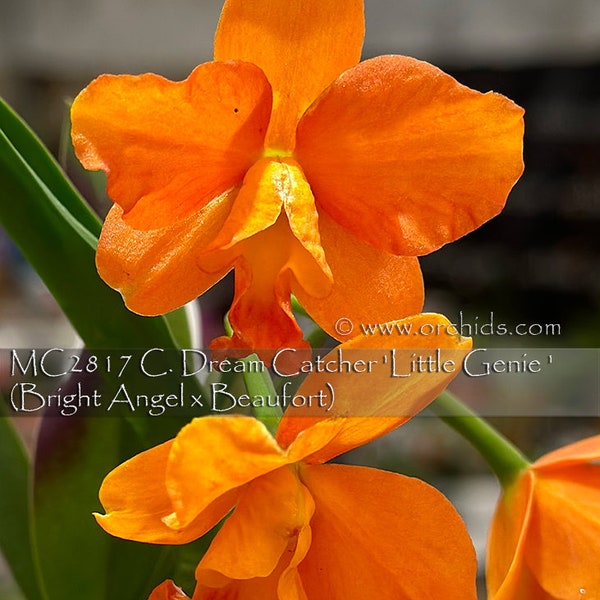 Micro/Mini Cattleya. C. Dream Catcher 'Little Genie'  (Bright Angel x Beaufort) - Free Heat Pad with Order.  Wearable Orchid.