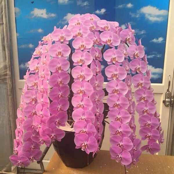 Awarded "Cotton Candy" Phal. Cheng-De Beauty 'Sakura' AM/AOS , Handsome Plant in 4" pot with 25-28 cm leaf span .