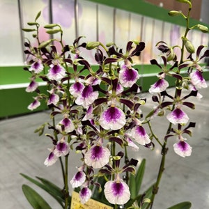 May include: A bouquet of white and purple orchids with dark green leaves. The orchids have dark purple stripes on the petals and are arranged in a vase. The label reads "Z. Moo 1185 Spring Smile".