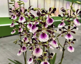 Amazing Fragrance. Enc. Shinfong Happy  (Shinfong Smile x cordigera) Mature Size Plant in 3"  tall moss pot.  Heat Tolerance