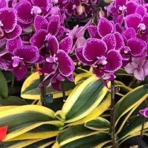 In spike. Rare. Rainbow Variegated Phalaenopsis  Chia E Yenlin ' Variegata' , 8" + leaf span .Mature Size Free Heat Pad with order.