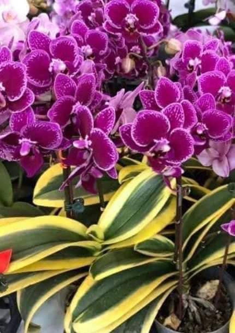 In spike. Rare. Rainbow Variegated Phalaenopsis Chia E Yenlin ' Variegata' , 8 leaf span .Mature Size Free Heat Pad with order. image 3