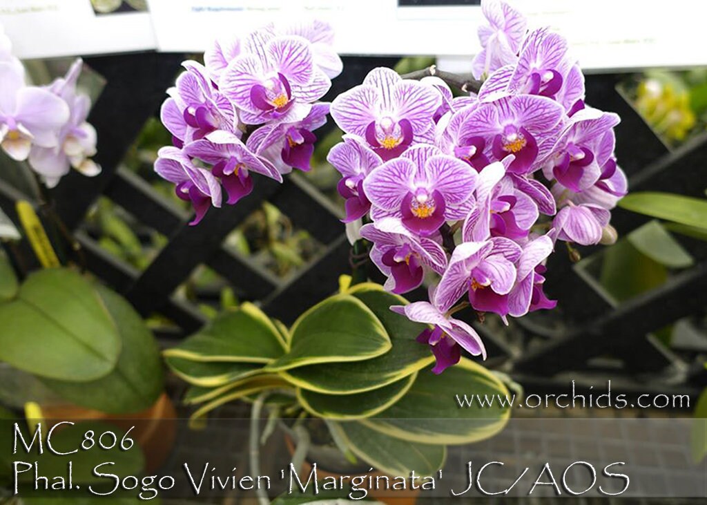 In Spike. Variegated Orchids. Phal. Sogo Vivien 'marginata' JC/AOS - Mature  Size With 10-12 " Leaves Span in 3" Moss Pot. - Etsy