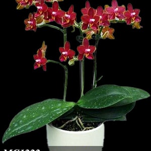 In pea size buds , Fragrant , Mini Red Phalaenopsis Sogo Red Star ' Sweetheart ' , Free Head Pad if needed . image 7