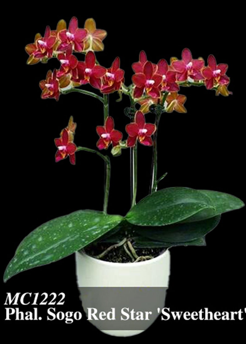 In pea size buds , Fragrant , Mini Red Phalaenopsis Sogo Red Star ' Sweetheart ' , Free Head Pad if needed . image 7