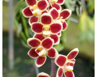 Fragrant, Rare Asian Leafless Orchid -  Chiloschista lunifera. Free Heat Pad with order.