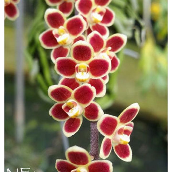 Rare Orchid Etsy